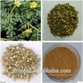 Polvo del extracto de Tribulus Terrestris de la buena calidad del 100% Pure Natural para el realzador del funcionamiento sexual de la medicina del sexo